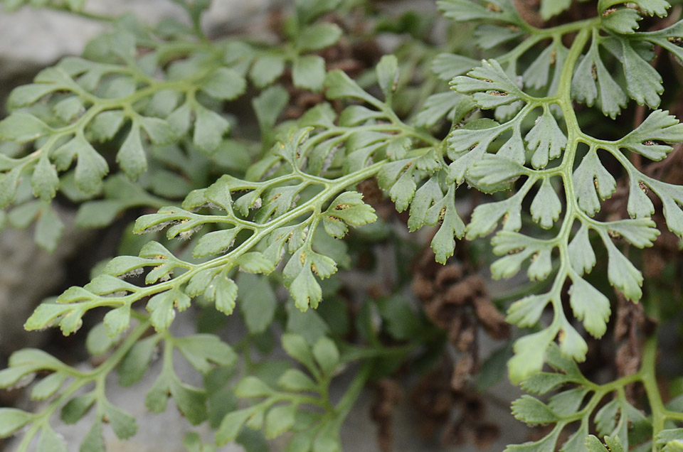 Asplenium ruta-muraria / Ruta di muro